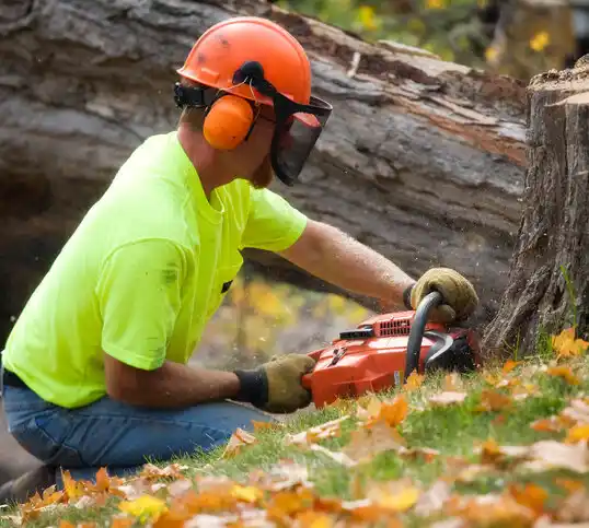 tree services Morristown